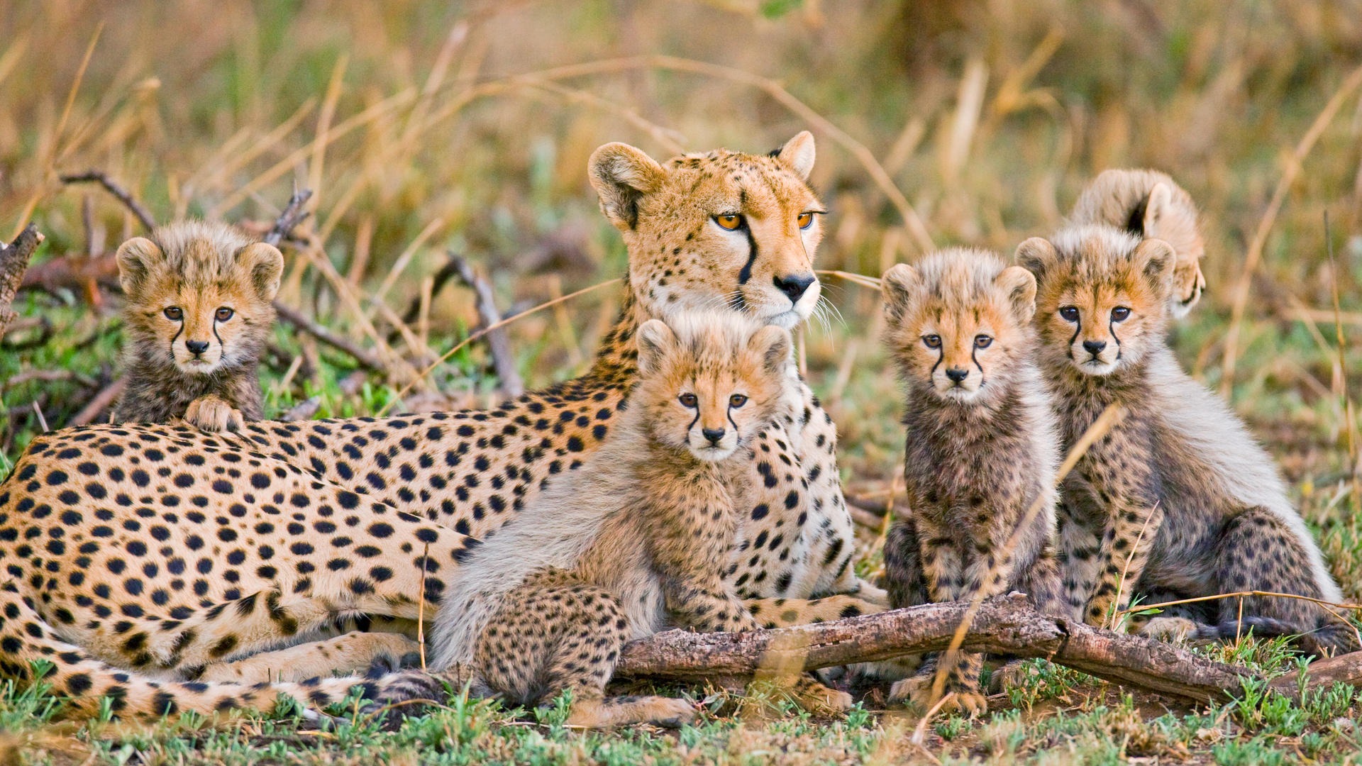 4 DAYS INTO THE WILD - SERENGETI AND NGORONGORO CRATER - Image - 7740
